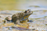 Yellow-bellied Toad (Bombina variegata)