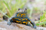 Geelbuikvuurpad (Bombina variegata)