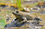 Geelbuikvuurpad (Bombina variegata)