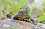 Geelbuikvuurpad (Bombina variegata)