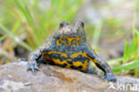 Yellow-bellied Toad (Bombina variegata)