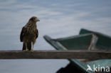 Yellow-headed Caracara (Milvago chimachima)