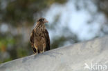 Geelkopcaracara (Milvago chimachima)