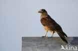 Yellow-headed Caracara (Milvago chimachima)