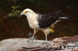 Geelkopcaracara (Milvago chimachima)