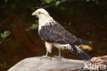 Yellow-headed Caracara (Milvago chimachima)