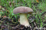 Geelnetboleet (Boletus appendiculatus)