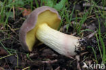 Geelnetboleet (Boletus appendiculatus)