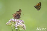 Comma (Polygonia c-album)