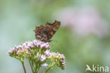 Gehakkelde aurelia (Polygonia c-album)