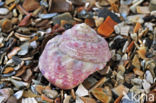 Painted Top-shell (Gibbula magus)