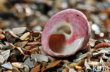 Painted Top-shell (Gibbula magus)
