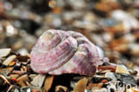 Painted Top-shell (Gibbula magus)