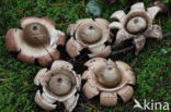 Collared Earthstar (Geastrum triplex)