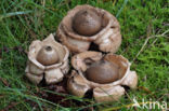Collared Earthstar (Geastrum triplex)