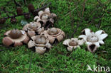 Collared Earthstar (Geastrum triplex)