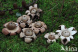 Collared Earthstar (Geastrum triplex)