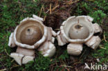 Collared Earthstar (Geastrum triplex)