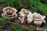Collared Earthstar (Geastrum triplex)