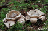 Collared Earthstar (Geastrum triplex)
