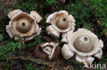 Collared Earthstar (Geastrum triplex)
