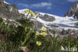 Gele alpenanemoon (Pulsatilla alpina subsp. apiifolia)