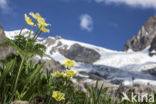 Yellow Alpine pasqueflower (Pulsatilla alpina subsp. apiifolia)