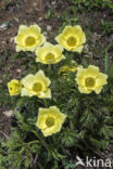 Yellow Alpine pasqueflower (Pulsatilla alpina subsp. apiifolia)