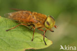 golden horsefly (Atylotus fulvus)