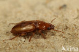 Harpalus flavescens