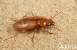 Harpalus flavescens