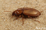 Gele Kruiper (Harpalus flavescens)