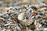 Flat Top-shell (Gibbula umbilicalis)