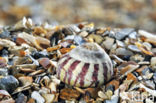 Flat Top-shell (Gibbula umbilicalis)