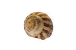 Flat Top-shell (Gibbula umbilicalis)