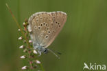 Gentiaanblauwtje (Maculinea alcon)