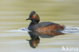 Geoorde Fuut (Podiceps nigricollis)