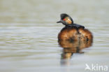 Geoorde Fuut (Podiceps nigricollis)