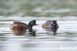 Black-necked Grebe (Podiceps nigricollis)