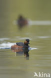 Geoorde Fuut (Podiceps nigricollis)