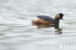 Geoorde Fuut (Podiceps nigricollis)