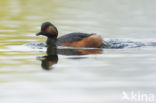 Geoorde Fuut (Podiceps nigricollis)