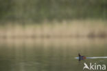 Black-necked Grebe (Podiceps nigricollis)