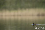 Geoorde Fuut (Podiceps nigricollis)