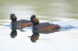 Black-necked Grebe (Podiceps nigricollis)