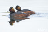 Black-necked Grebe (Podiceps nigricollis)