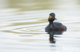 Geoorde Fuut (Podiceps nigricollis)