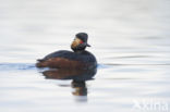 Black-necked Grebe (Podiceps nigricollis)