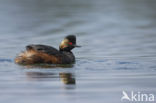 Geoorde Fuut (Podiceps nigricollis)