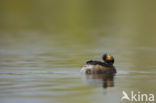 Geoorde Fuut (Podiceps nigricollis)